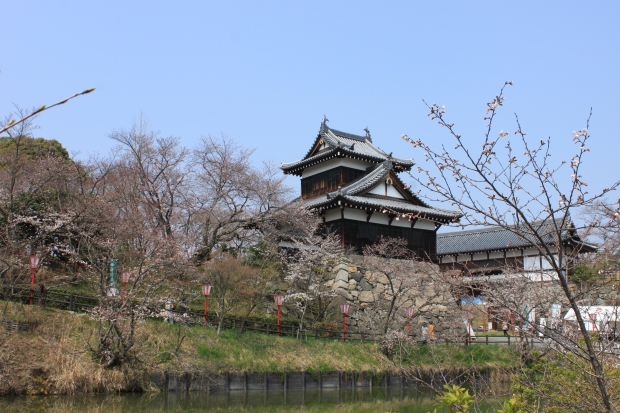 郡山城跡の桜の開花状況です 金魚とお城のまち やまとこおりやま 一般社団法人 大和郡山市観光協会公式ウェブサイト