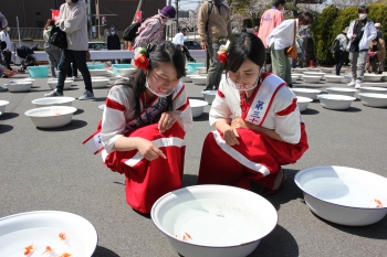 金魚界のナンバーワンを決める！ 金魚品評会とは！？