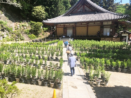 松尾寺ユリ園
