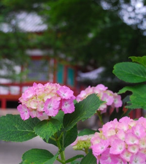 矢田寺あじさい園開園