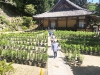 松尾寺ユリ園